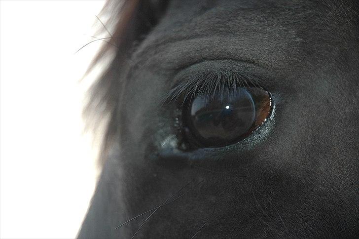 Frieser Linda A billede 15