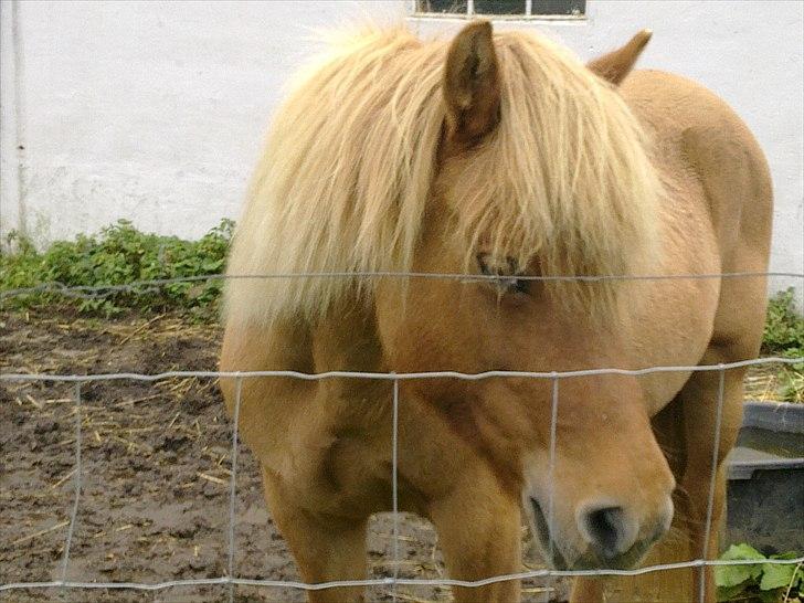Islænder Röskva fra Skanderup (1992 - 2014) billede 1