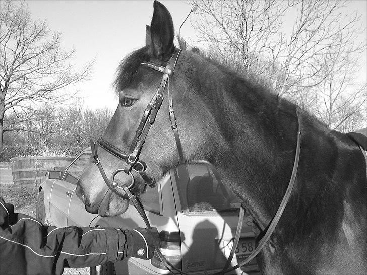 Anden særlig race Liva the Diva *R.I.P.* - dejlig pruhesti, men vinterpeels ;D. billede 6