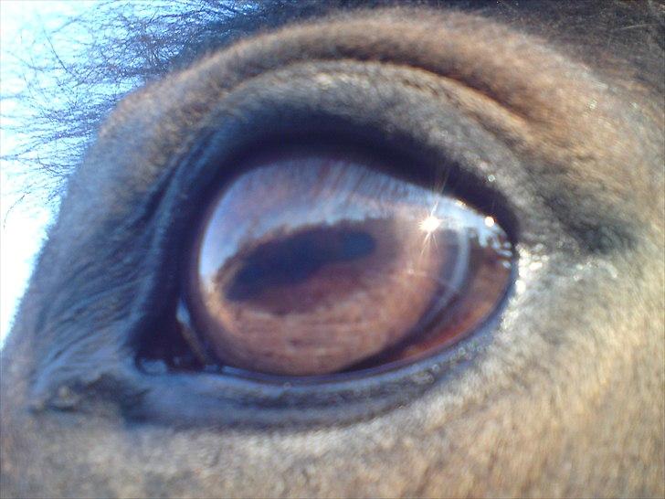 Anden særlig race Liva the Diva *R.I.P.* - beautyfull eyes ;)...... billede 7