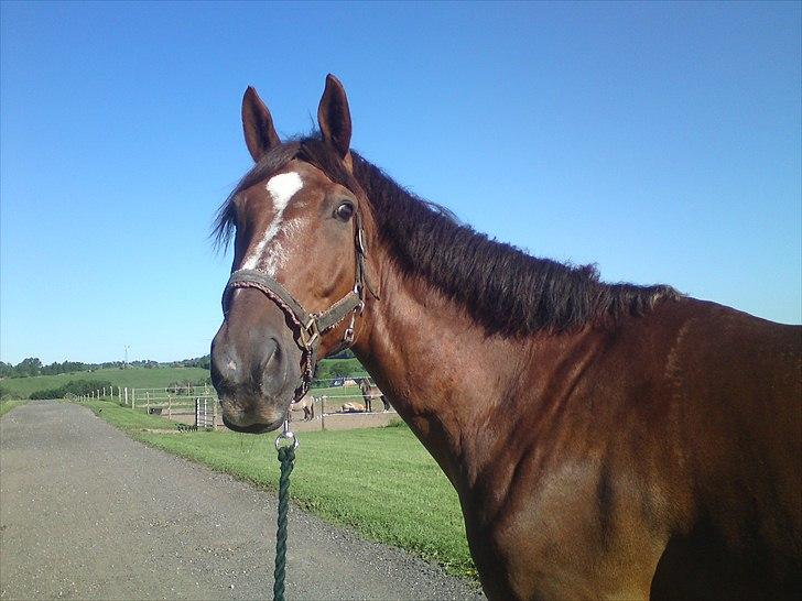 Dansk Varmblod Don Lou (Nando) billede 1