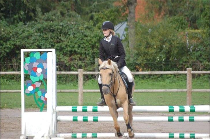 Anden særlig race Golden Dream:* (SOLGT):'( billede 19