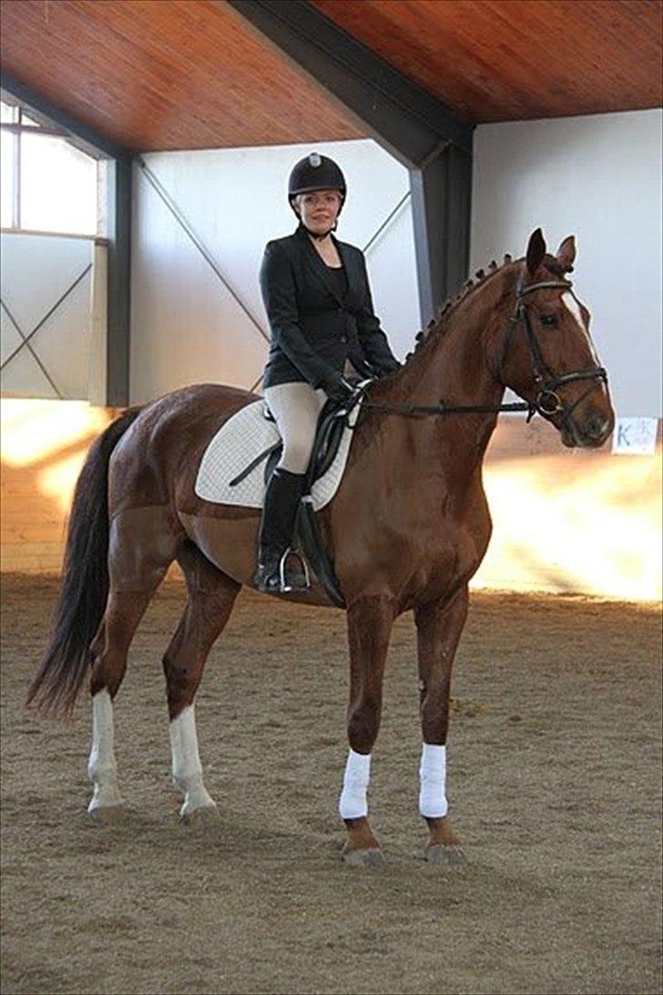 Dansk Varmblod Don Lou (Nando) billede 2