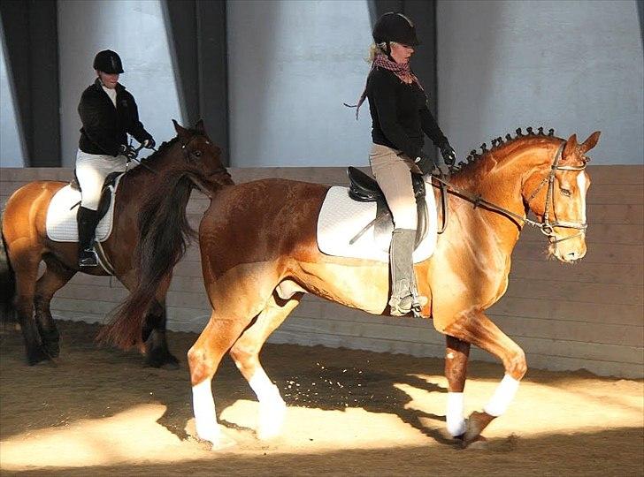 Dansk Varmblod Don Lou (Nando) billede 3