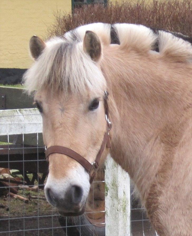 Fjordhest Flicka billede 1