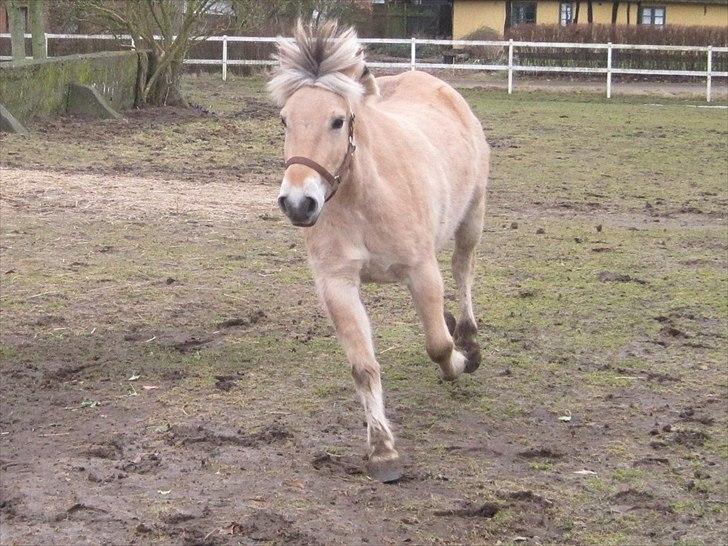 Fjordhest Flicka billede 2