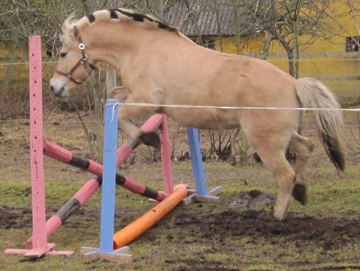 Fjordhest Flicka billede 3