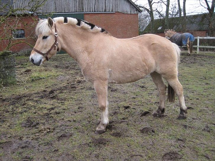 Fjordhest Flicka billede 4