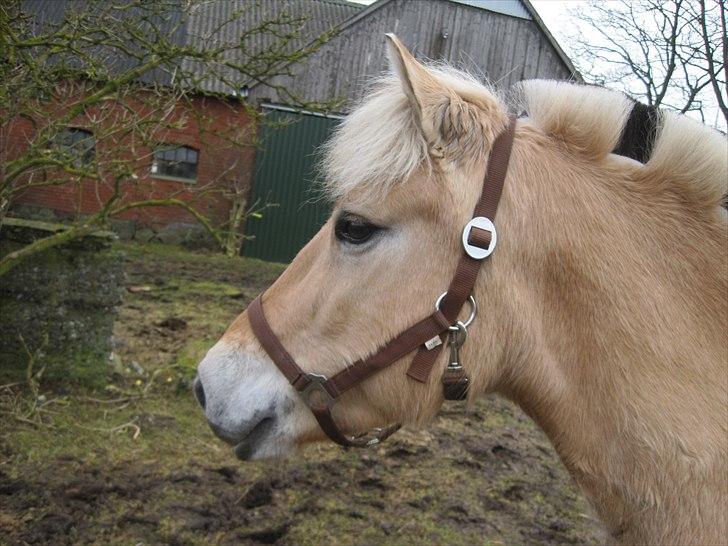 Fjordhest Flicka billede 5