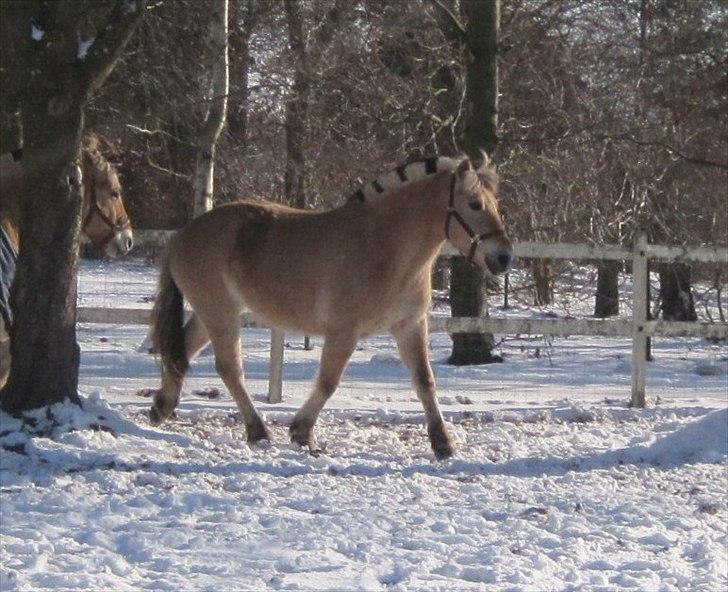 Fjordhest Flicka billede 6