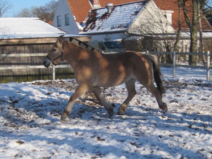 Fjordhest Flicka billede 7