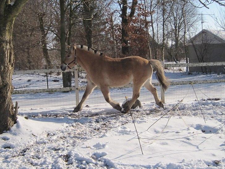 Fjordhest Flicka billede 8