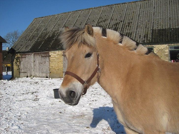 Fjordhest Flicka billede 9