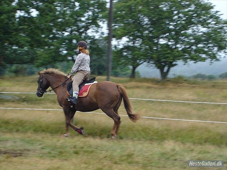 Anden særlig race Zephyr  - Sommer 2010. billede 6