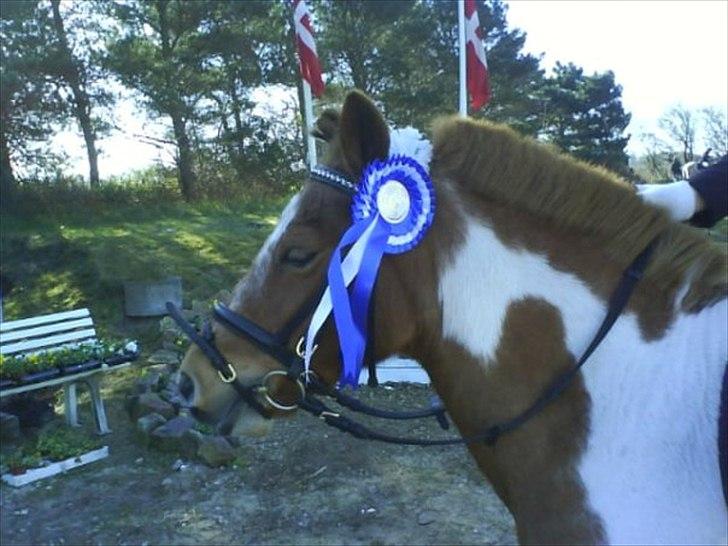 Anden særlig race Christian. [Tidl Hest] Savner ham:'( <3 :') - Nr.2 til "NibeCup"(: Men med en der hedder Frederikke, hun red ham nemlig:) billede 1