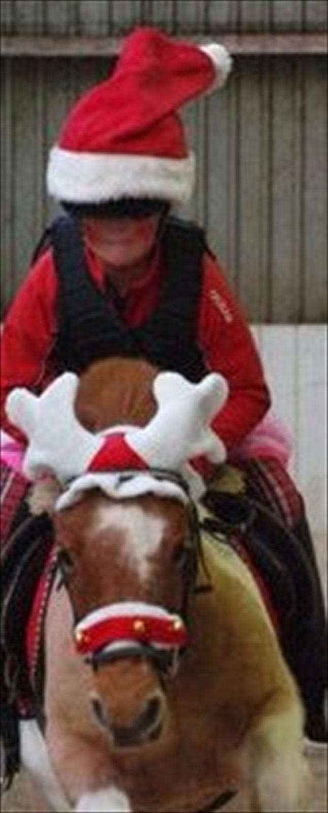 Anden særlig race Christian. [Tidl Hest] Savner ham:'( <3 :') - "Julestævne" 2011. :) billede 7