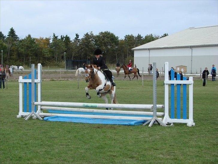 Anden særlig race Christian. [Tidl Hest] Savner ham:'( <3 :') - "Klupmester skab"!..:) 5.plads!!.. :) billede 8