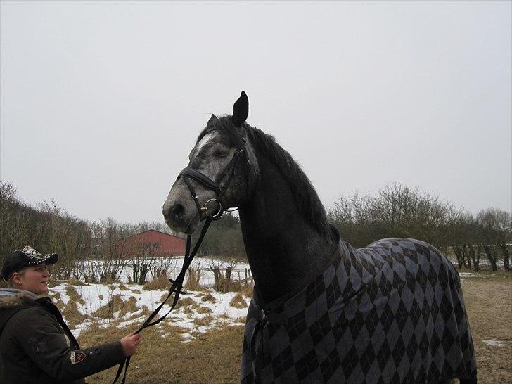 Dansk Varmblod Rolfgaarden's Cason billede 3