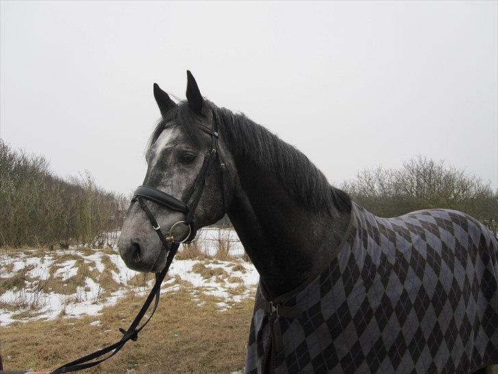 Dansk Varmblod Rolfgaarden's Cason billede 4