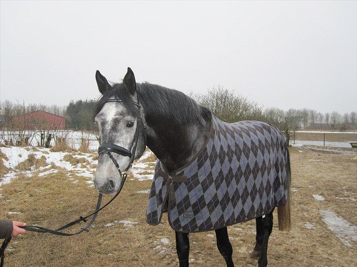 Dansk Varmblod Rolfgaarden's Cason billede 5