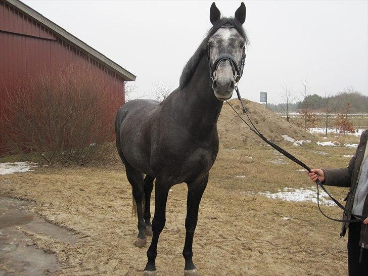 Dansk Varmblod Rolfgaarden's Cason billede 6