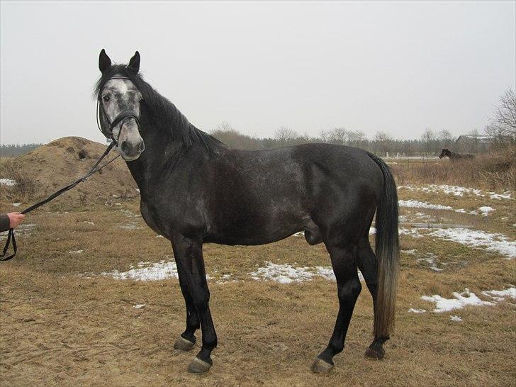 Dansk Varmblod Rolfgaarden's Cason billede 7