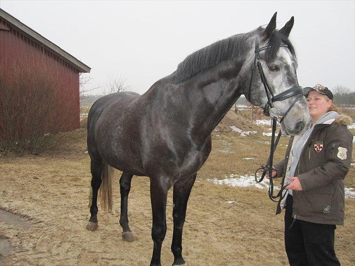 Dansk Varmblod Rolfgaarden's Cason billede 8