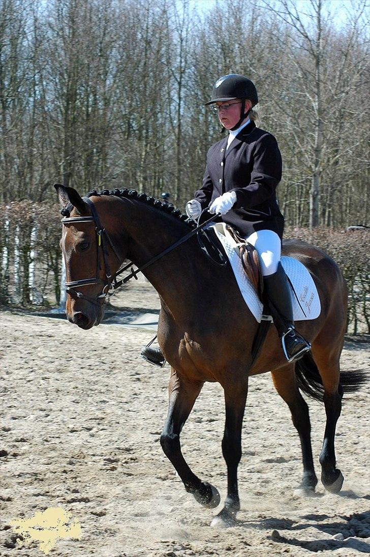 Dansk Varmblod Cinella D'Crepes (Bella)  billede 3