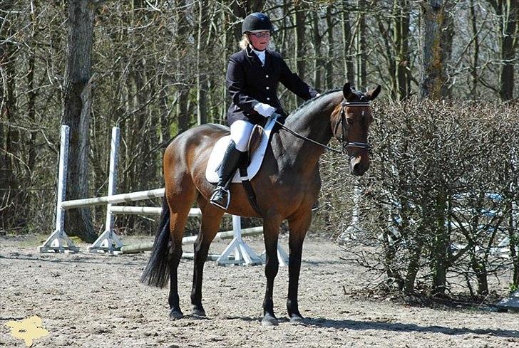 Dansk Varmblod Cinella D'Crepes (Bella)  billede 5