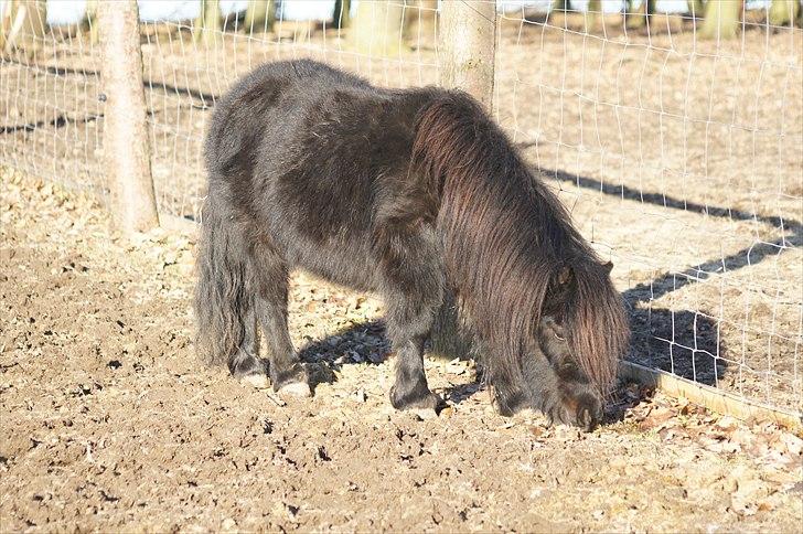 Shetlænder Calle billede 17