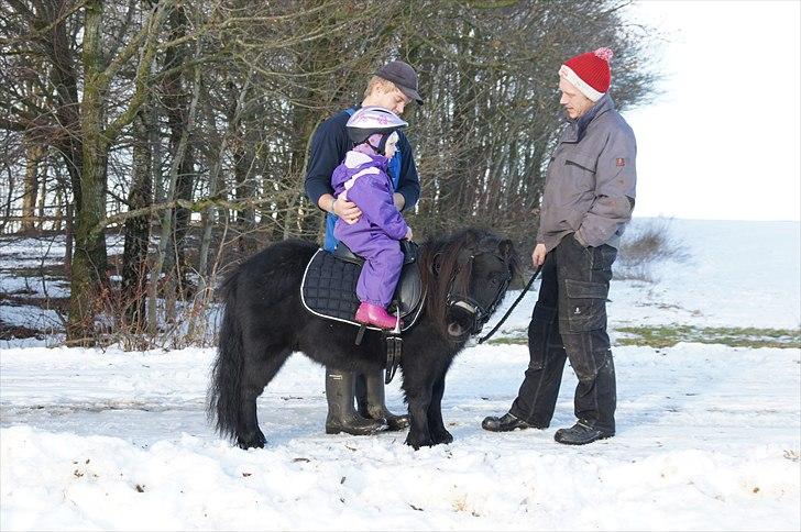 Shetlænder Calle billede 18