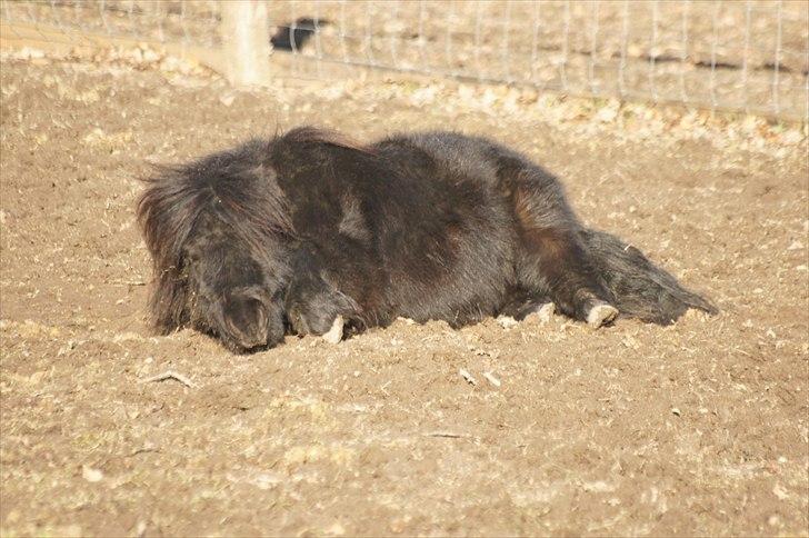 Shetlænder Calle billede 19
