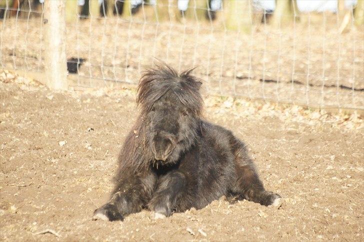 Shetlænder Calle billede 20