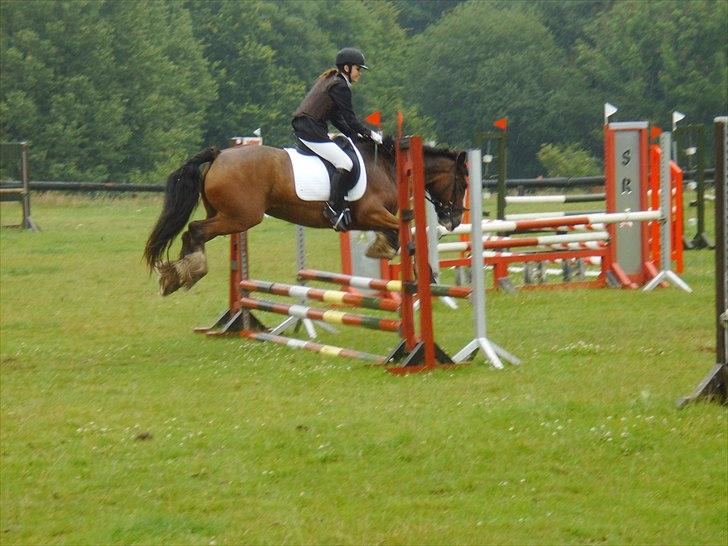 Irish Cob Lotte - Sommeren '09 billede 6