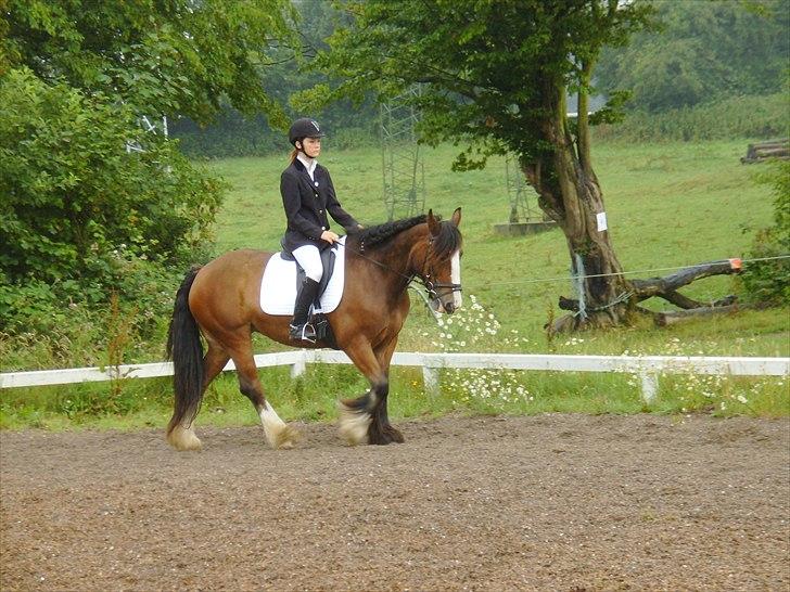 Irish Cob Lotte - Sommeren '09 billede 3