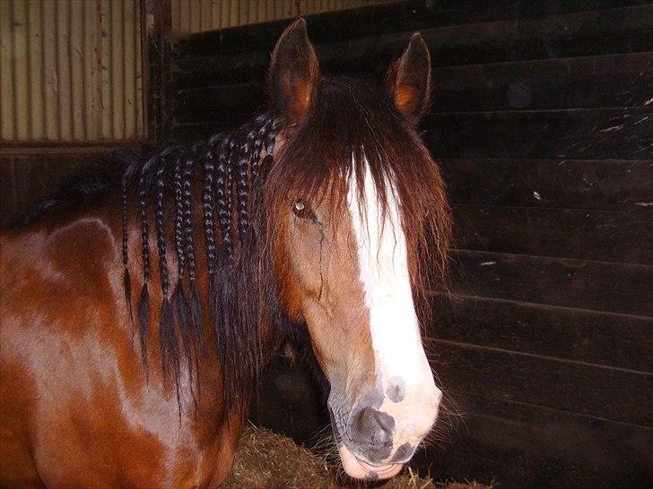 Irish Cob Lotte - Sommeren '09 billede 4