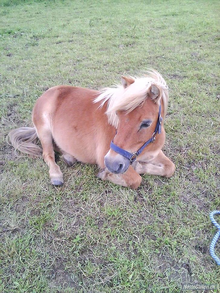 Shetlænder Ludvig. <3 Sov Sødt Min Guldklump <3 - Ludvig <3 savner dig basse <3 billede 1