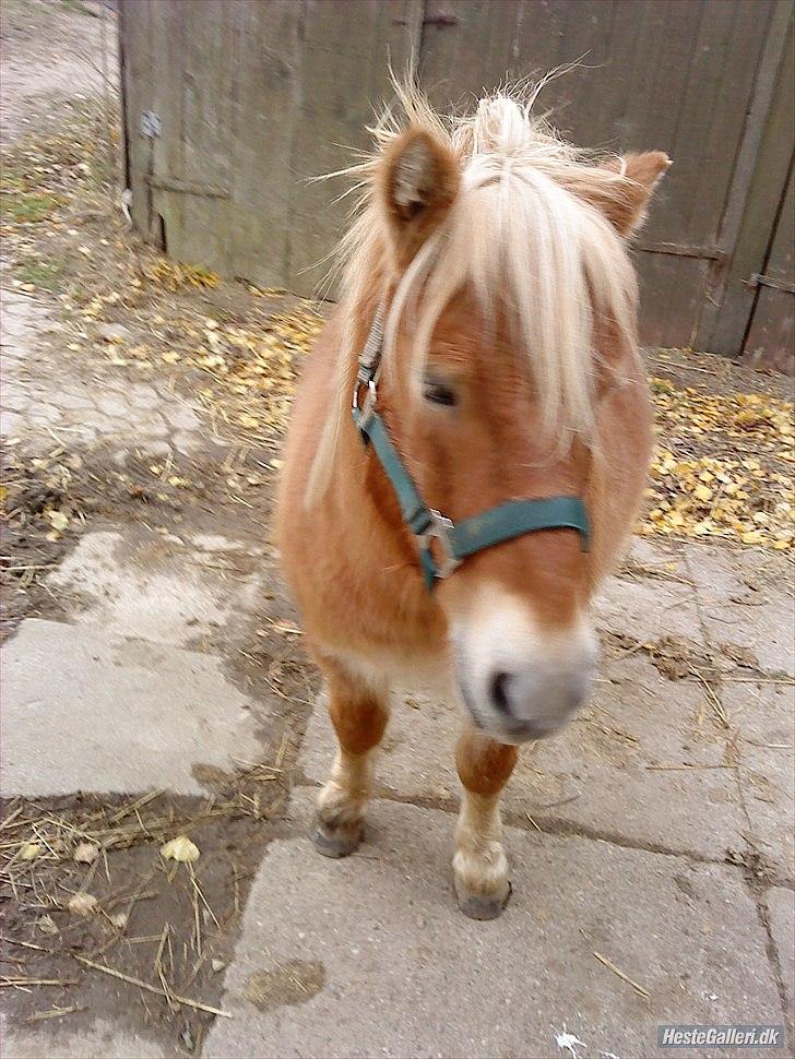 Shetlænder Ludvig. <3 Sov Sødt Min Guldklump <3 - Ludvig <3  billede 2