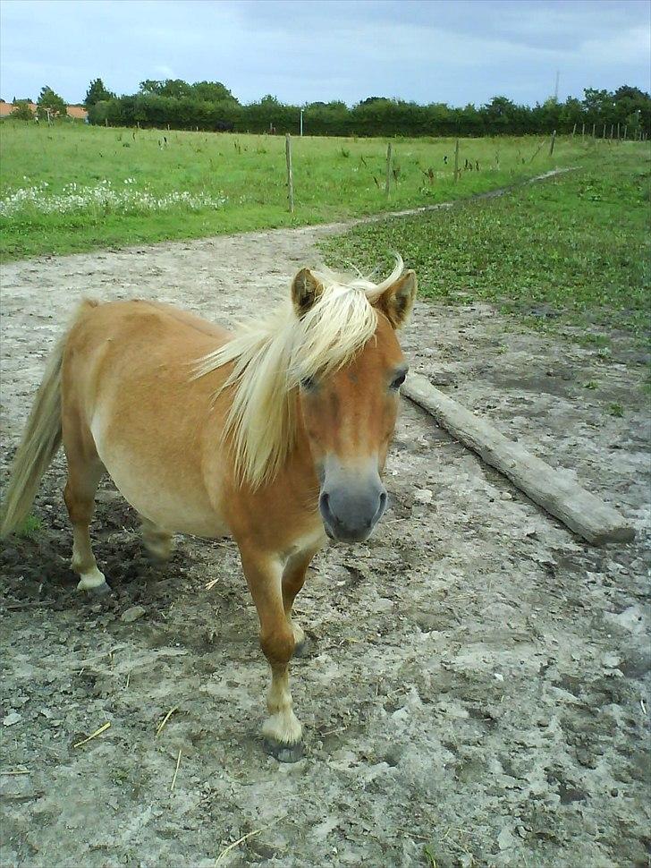 Shetlænder Ludvig. <3 Sov Sødt Min Guldklump <3 - Ludvig <3 elsket og savnet <3 billede 4