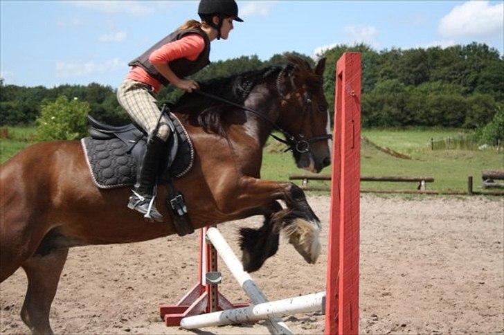Irish Cob Lotte - Sommeren '09 billede 5