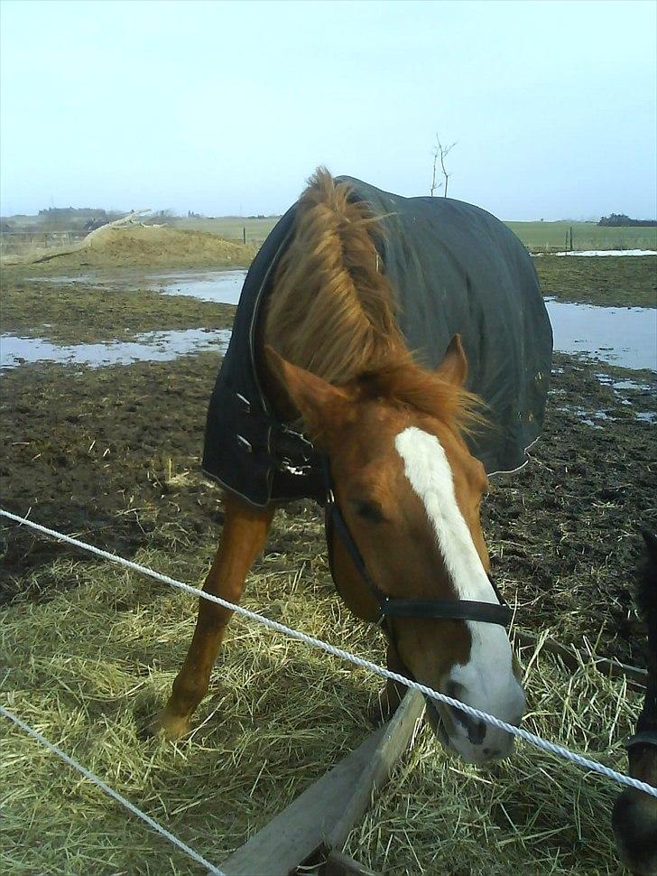 Dansk Varmblod Wonder Dancer billede 7