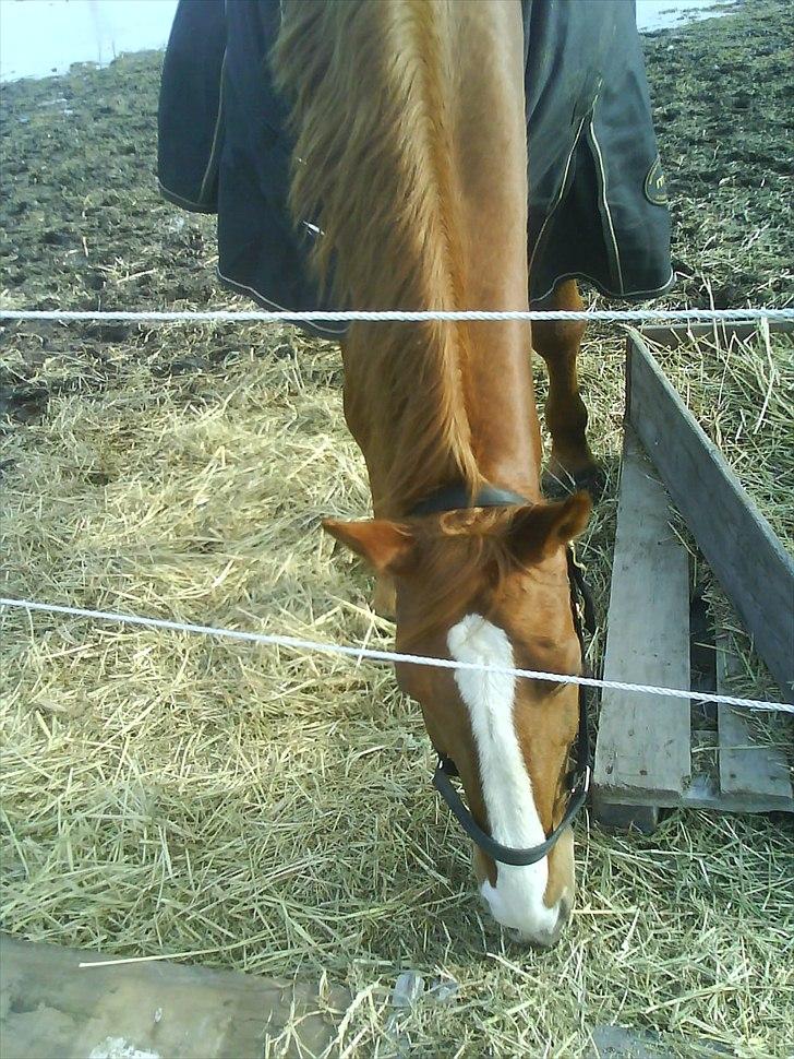 Dansk Varmblod Wonder Dancer billede 8