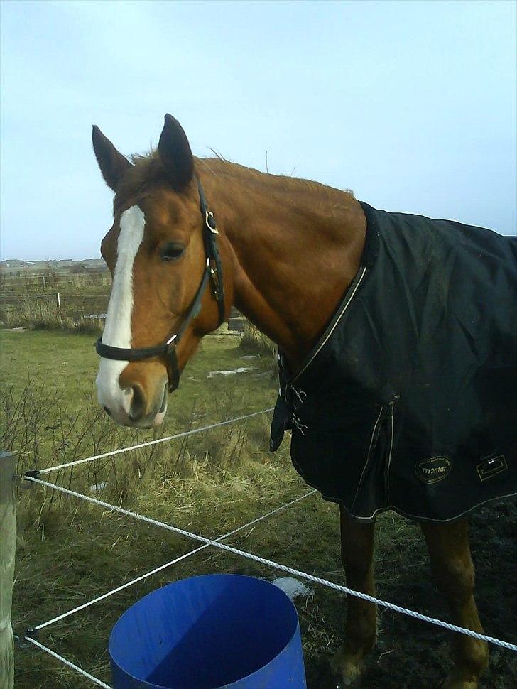 Dansk Varmblod Wonder Dancer billede 9