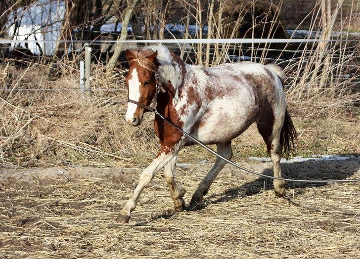 Anden særlig race Color Spay Højgård -  første gang med sadel billede 15