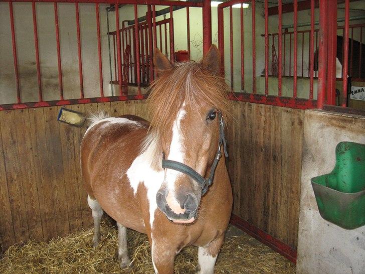 Anden særlig race Indy billede 5