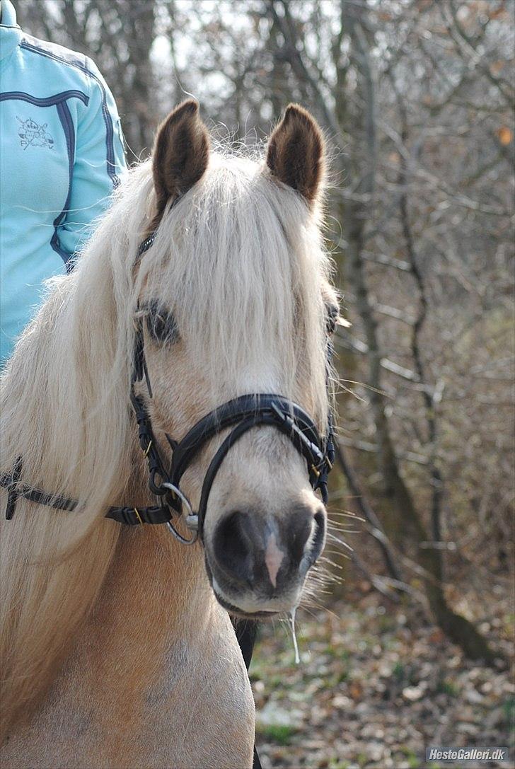 Anden særlig race cæcar - MSP FOTO billede 4