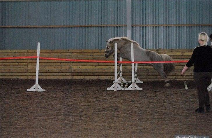 Anden særlig race cæcar - cæcar der løsspringer i fin stil :-)MSP FOTO billede 6