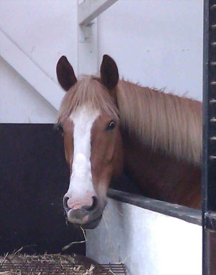 Anden særlig race King billede 1