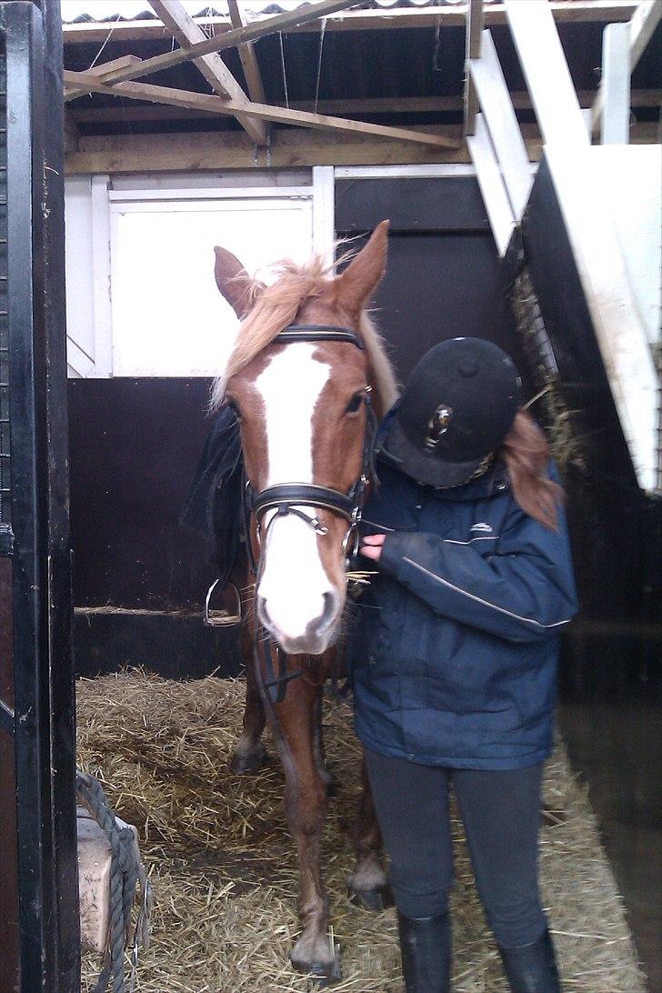 Anden særlig race King billede 2