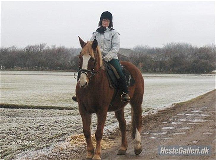 Anden særlig race King - billede lånt af lene da jeg ikke selv har noget billede under rytter billede 4
